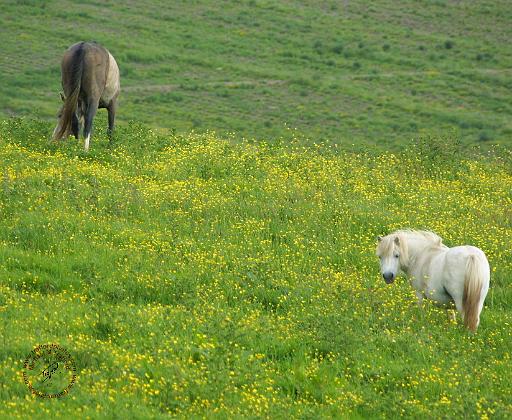 Horses 8W53D-06.JPG